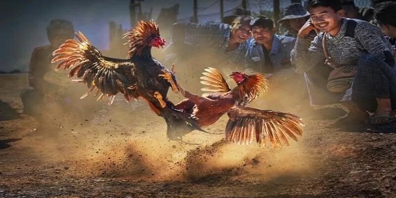 Top những điểm mạnh của sảnh đá gà 33Win